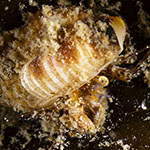 Pagurus pubescens